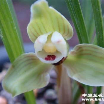 软梅最新爆料,揭秘娱乐圈最新动态与幕后故事  第1张